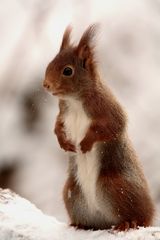 un Géant des Neiges