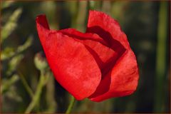 un " gentil coquelicot mesdames , gentil coquelicot nouveau "