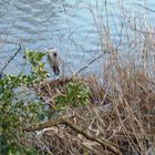 Un gentil héron sur la rive du Lac de Genval. Brabant (B)