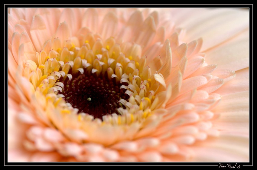 Un gerbera....