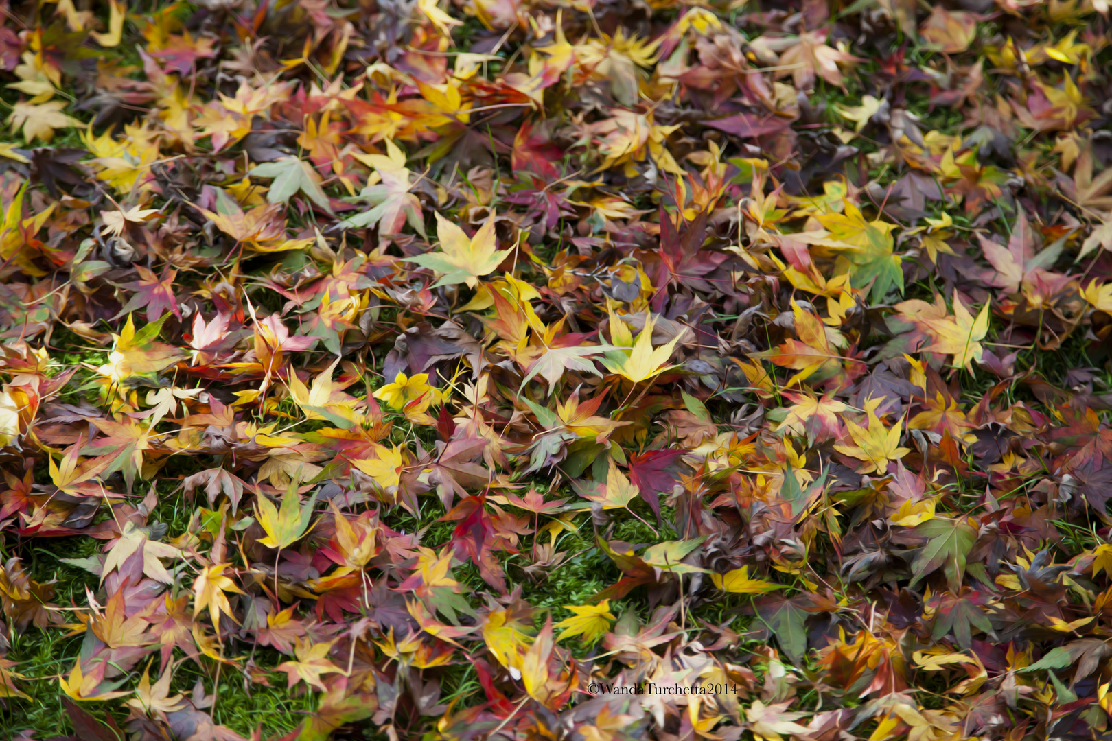 un giardino stellato