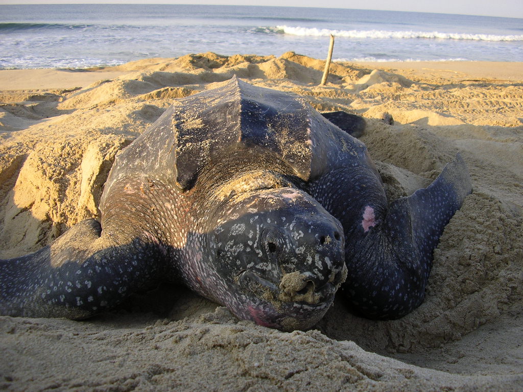 Un gigante anidando