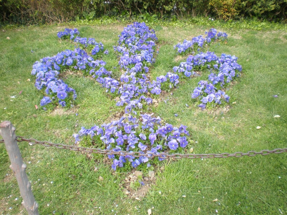 Un Giglio fatto di pansè