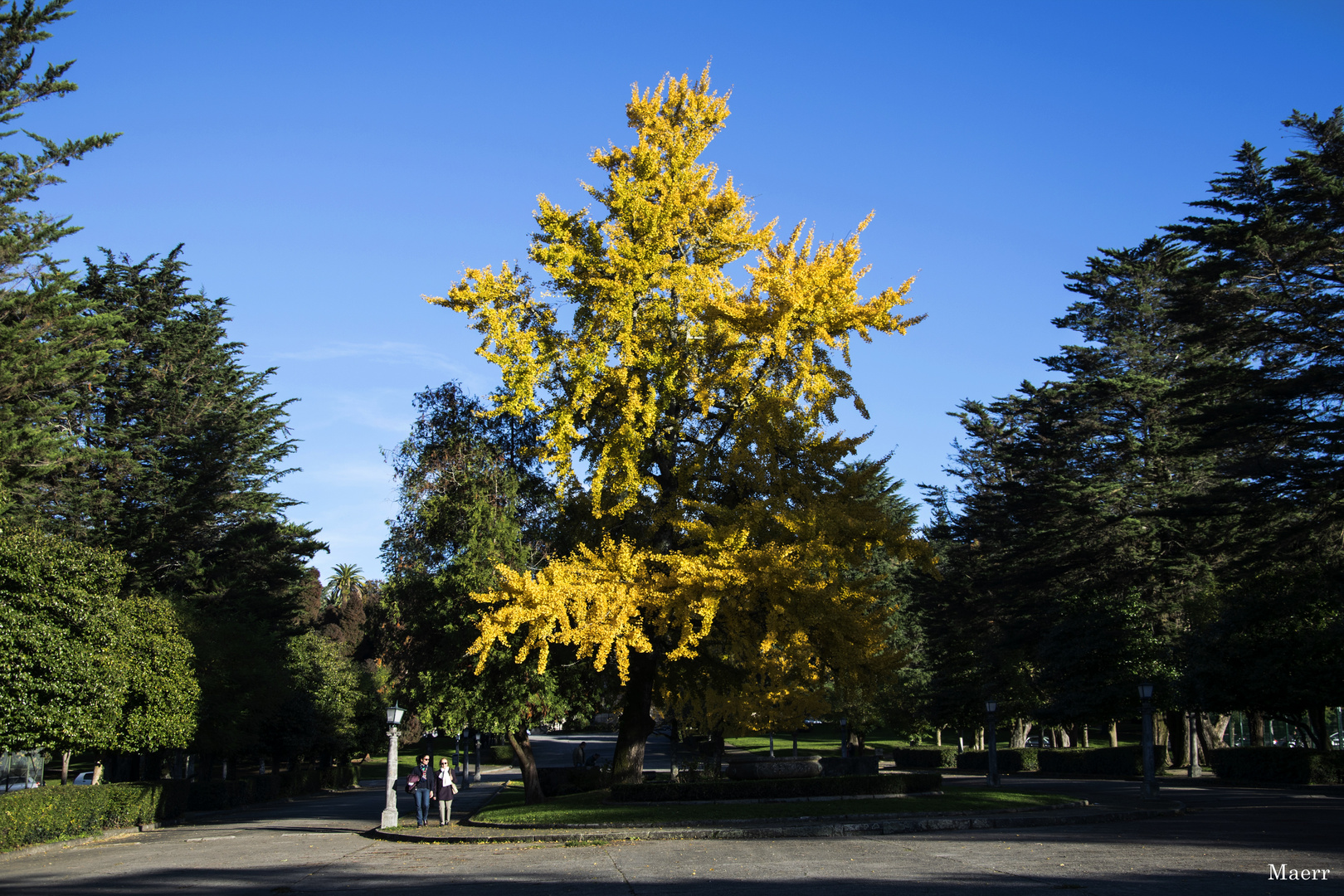 Un Ginkgo Biloba al atardecer