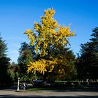 Un Ginkgo Biloba al atardecer