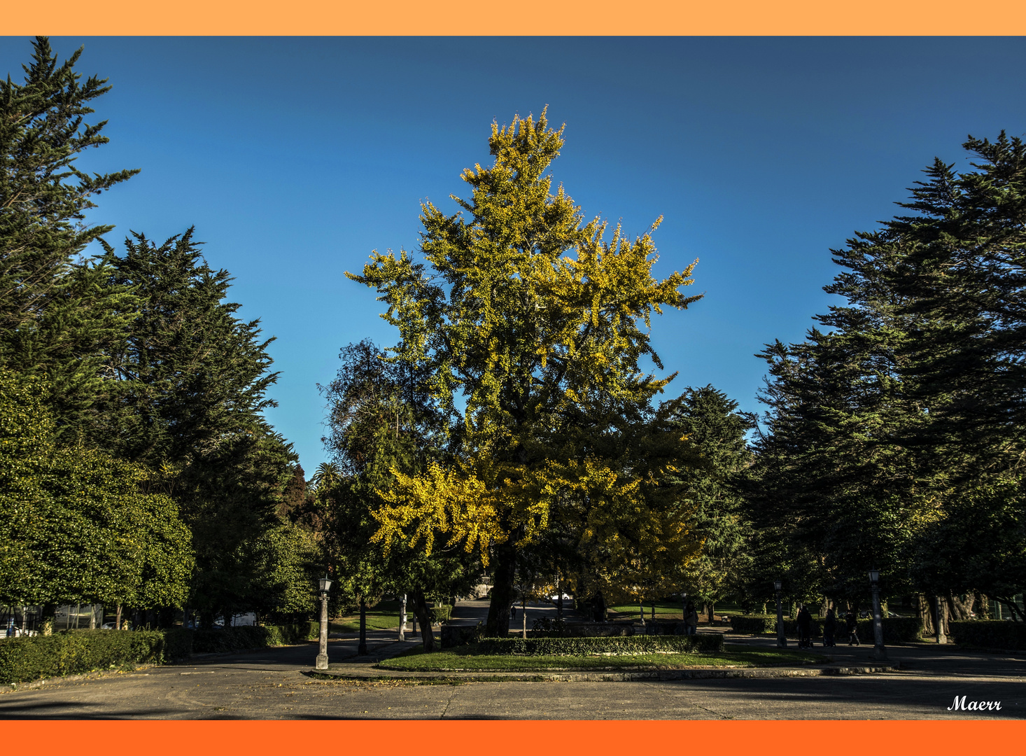 Un Ginkgo Vilova en otoño