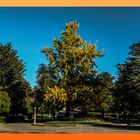 Un Ginkgo Vilova en otoño