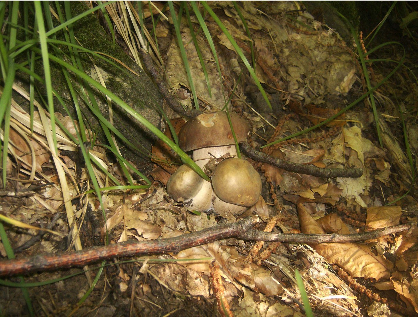 Un gioiello della natura