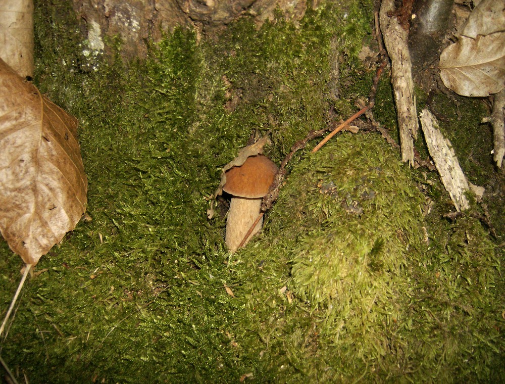 Un gioiello immerso nel verde