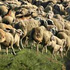 un giorno da pecora (2) - esodo quotidiano