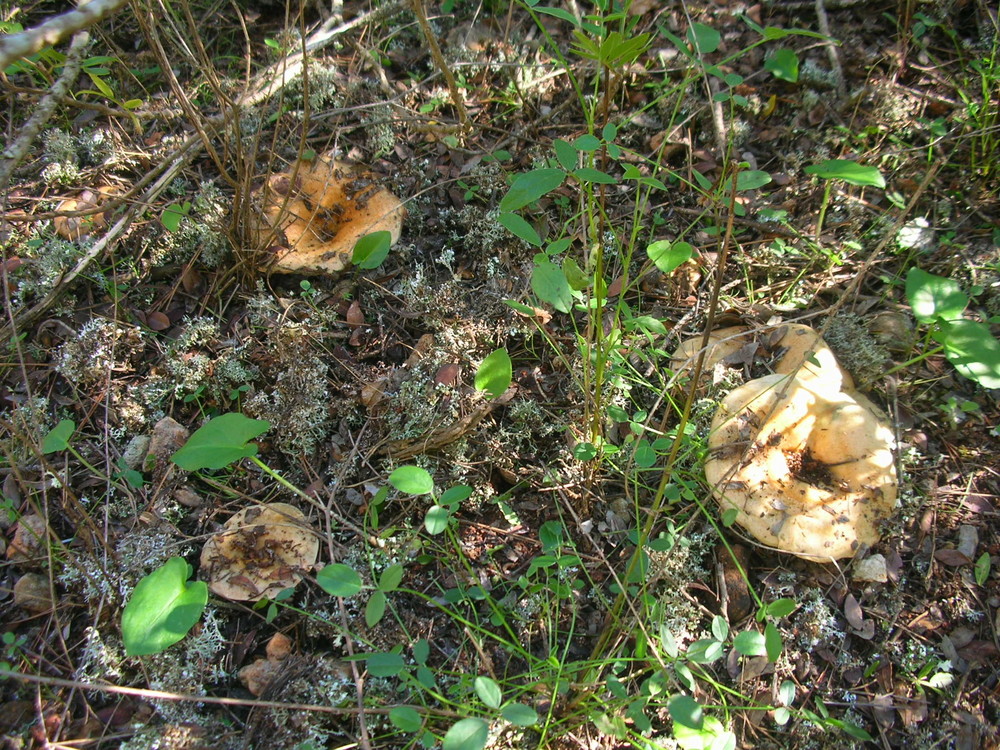 Un giorno nel bosco......