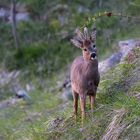 Un giovane capriolo