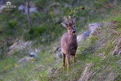 Un giovane capriolo