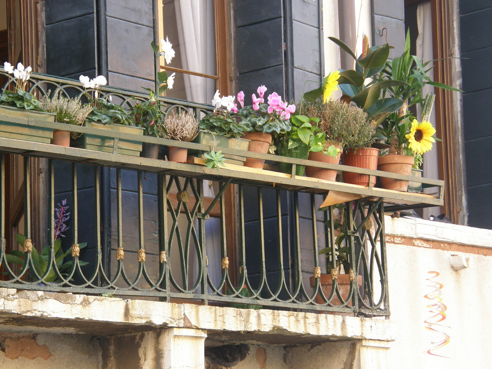 Un girasol en el balcon