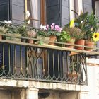 Un girasol en el balcon