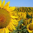 Un girasol en el campo de girasoles