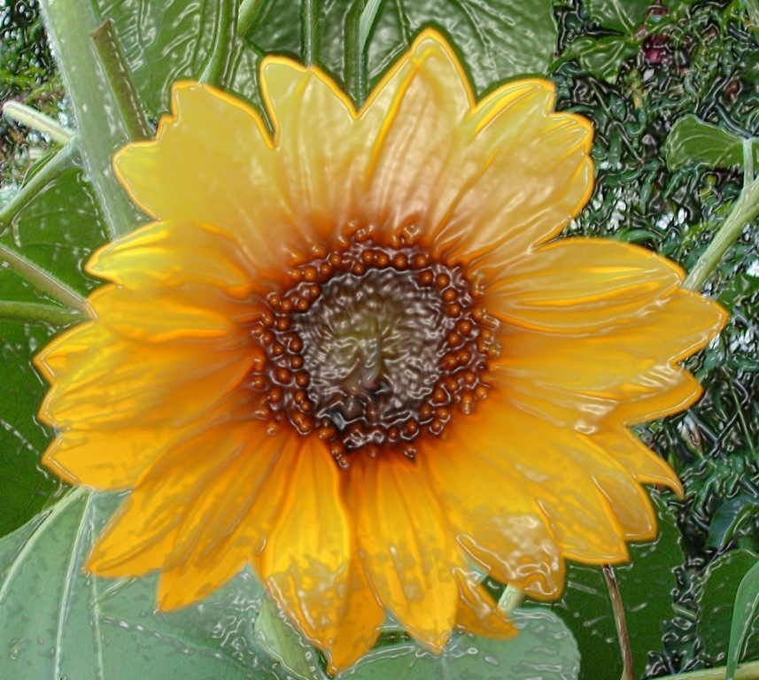 Un girasol para Dora