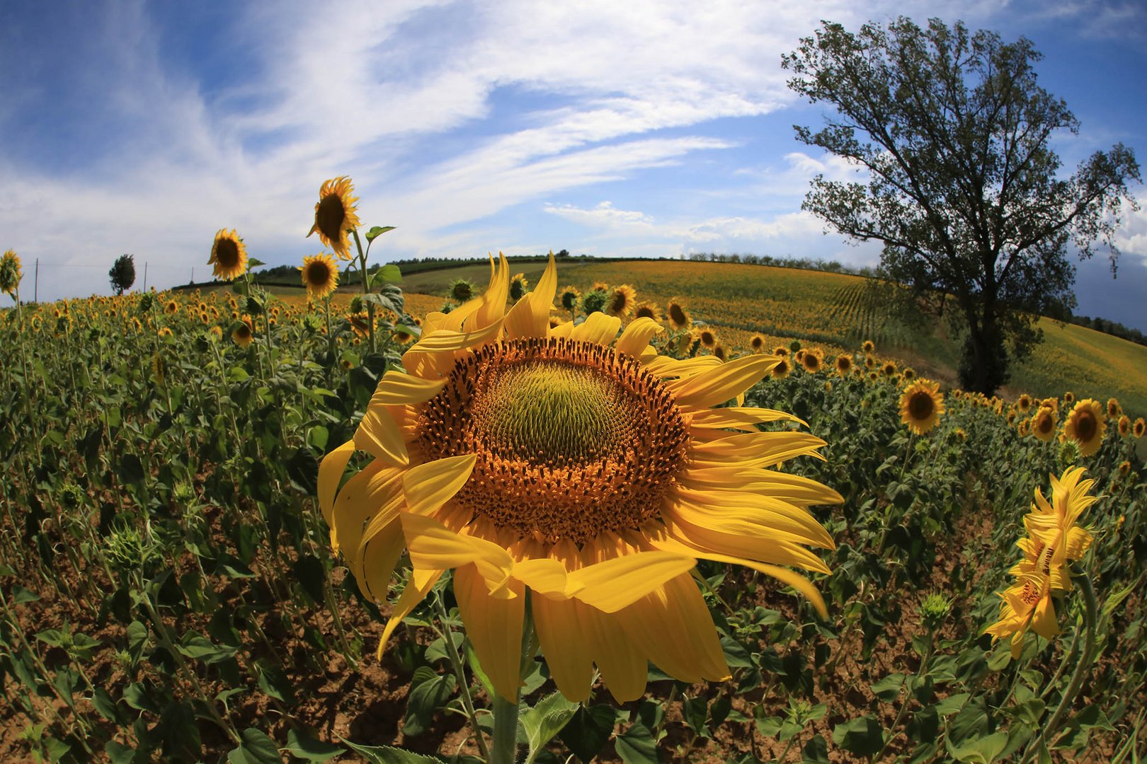 un girasole