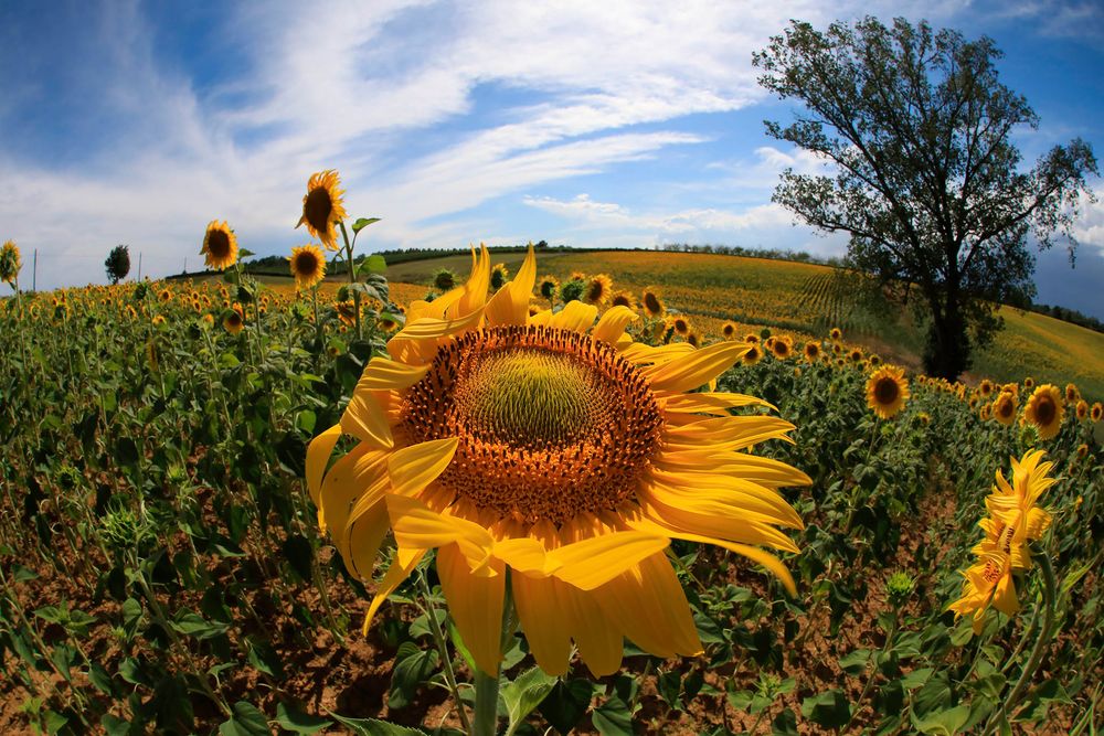 un girasole