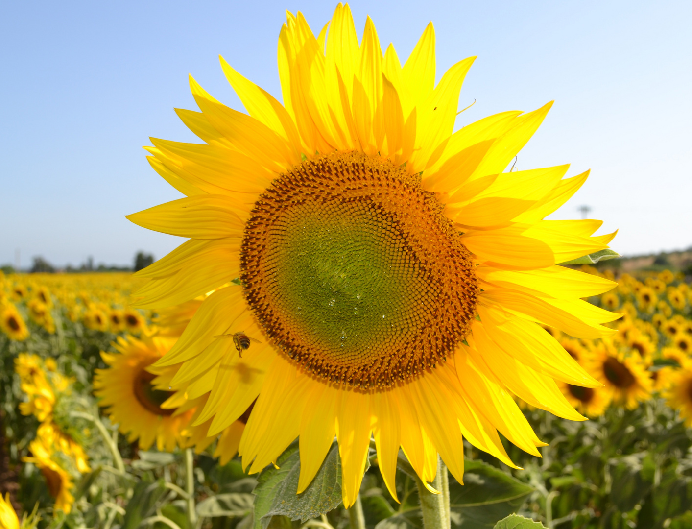 Un giro nel girasole