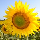 Un giro nel girasole