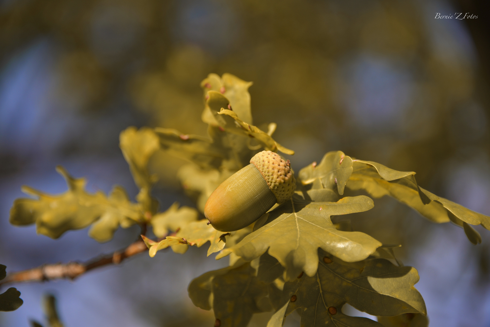 un gland qui glande sous le soleil d'automne