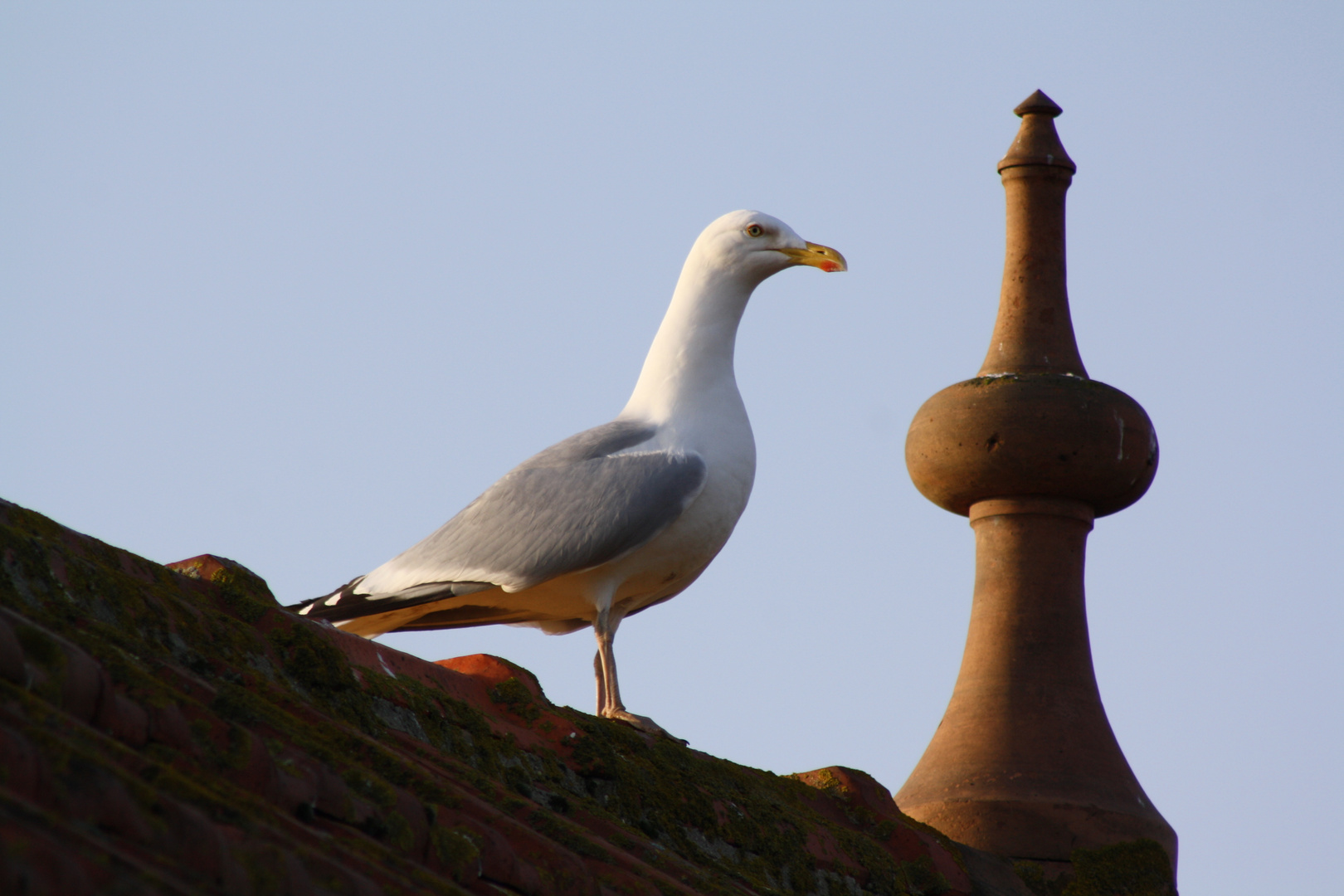 un Goeland