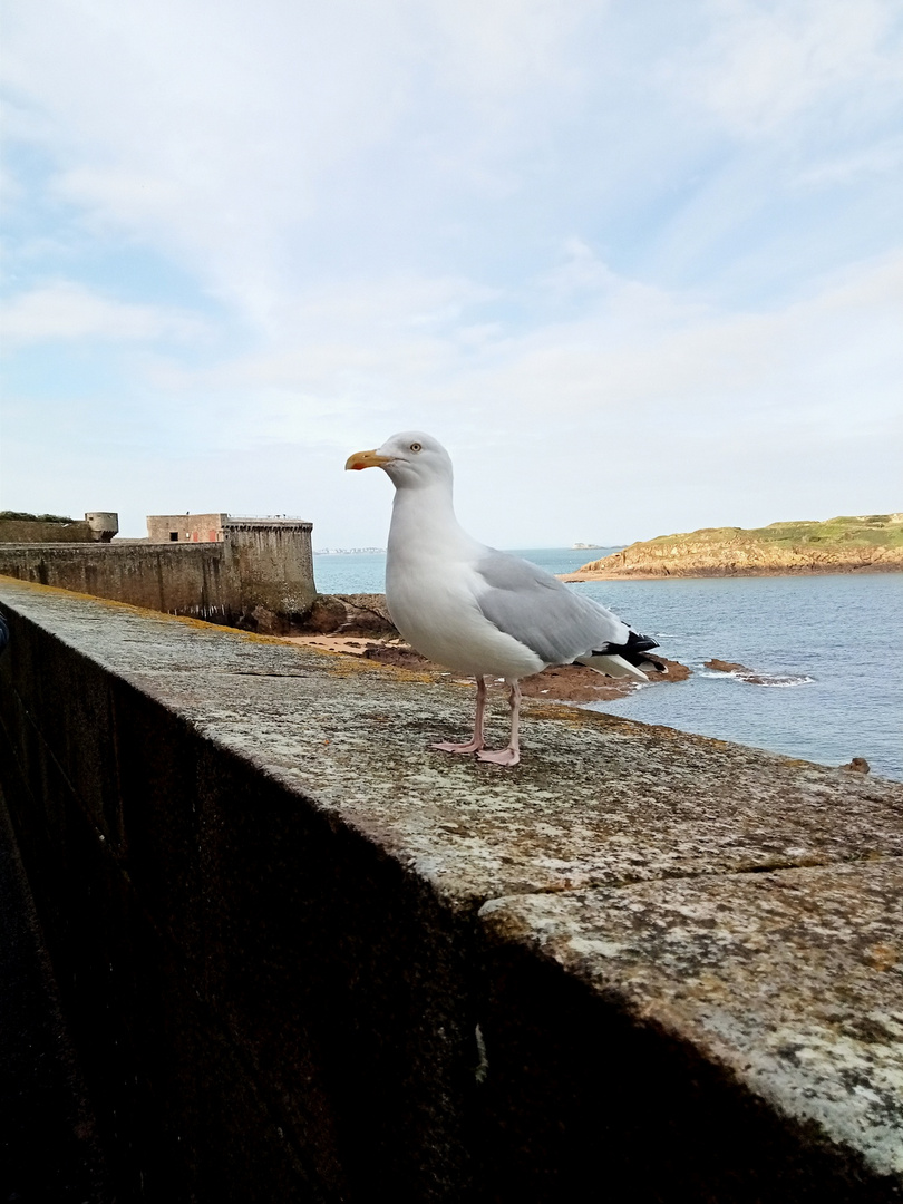 Un goéland argenté prend la pose sur le rempart de Saint-Malo