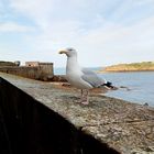 Un goéland argenté prend la pose sur le rempart de Saint-Malo
