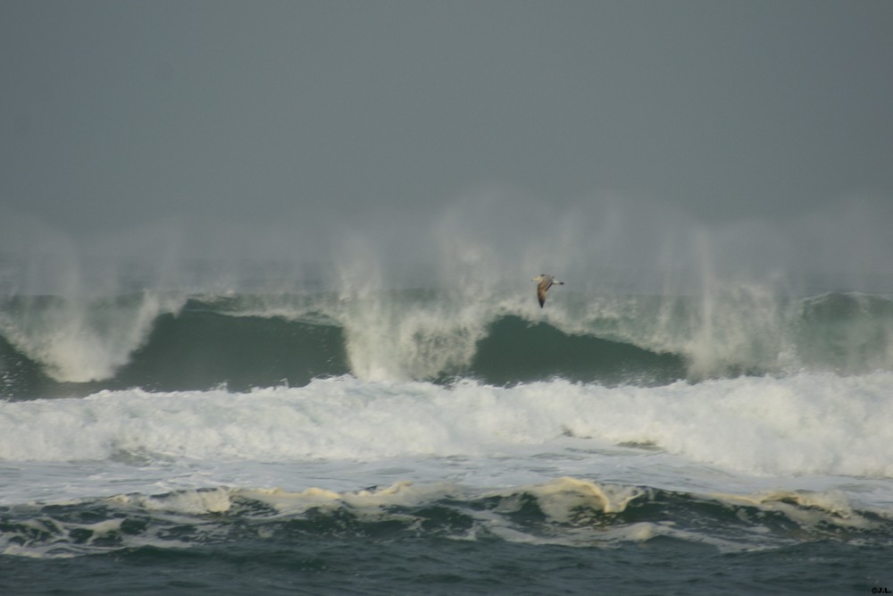 UN GOELAND JOUE AVEC LES VAGUES