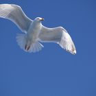 un goéland qui déploit ses ailes....