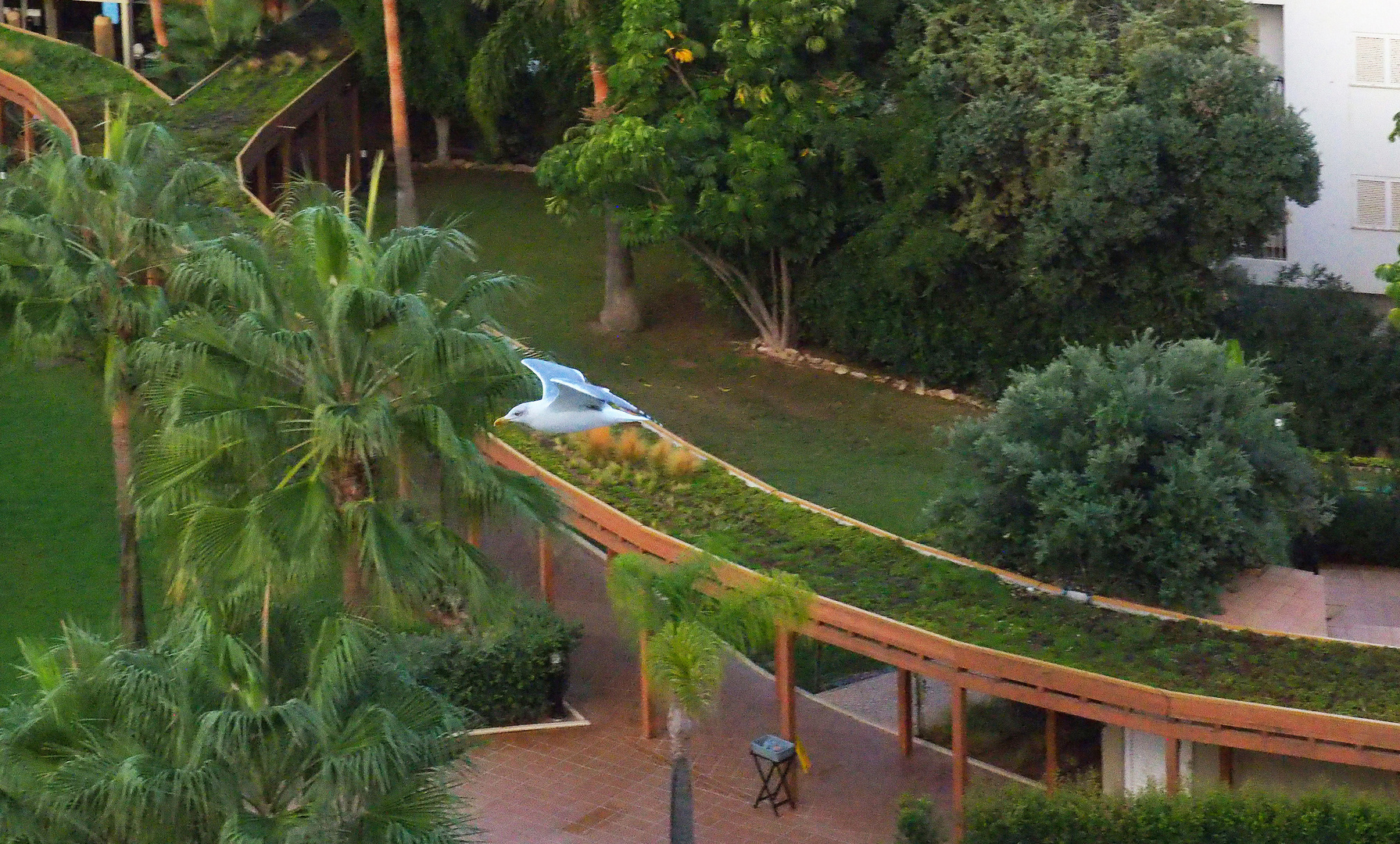 Un goéland survole les jardins au petit matin