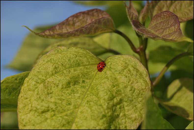 Un grain de beauté si bien placé !