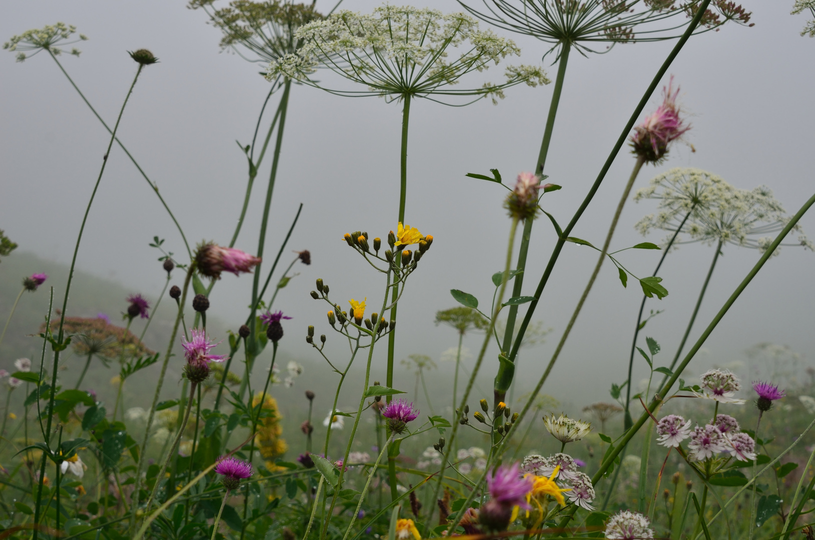 "Un grain de sel sur l'alpage" sous la pluie