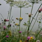 "Un grain de sel sur l'alpage" sous la pluie