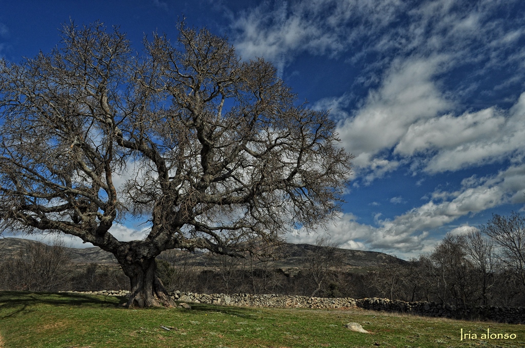 Un gran árbol