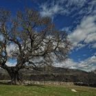 Un gran árbol