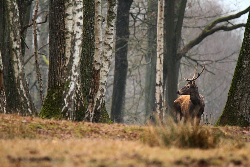 un grand moment de solitude