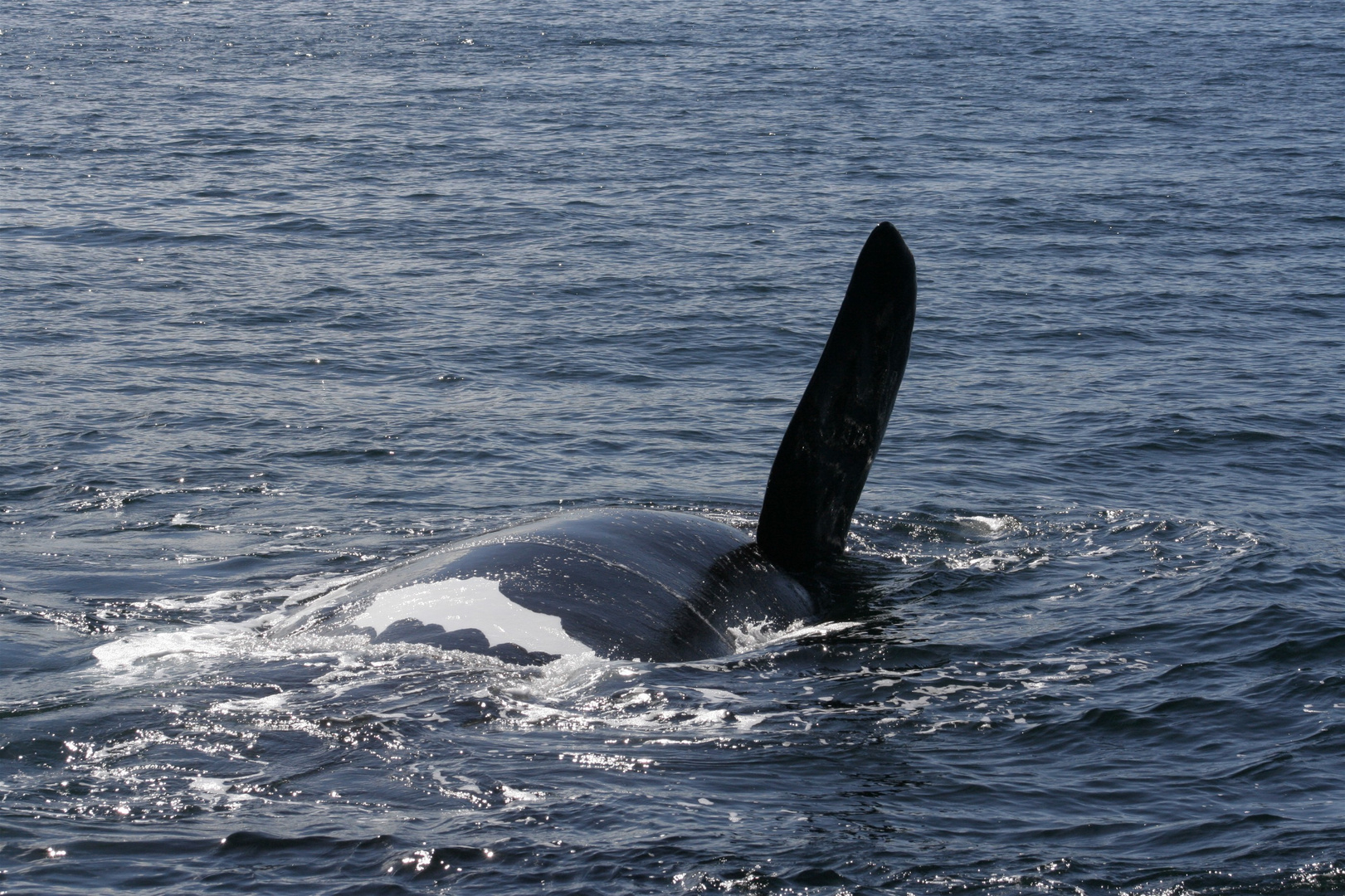 un grand tour de baleine à bosse