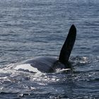 un grand tour de baleine à bosse