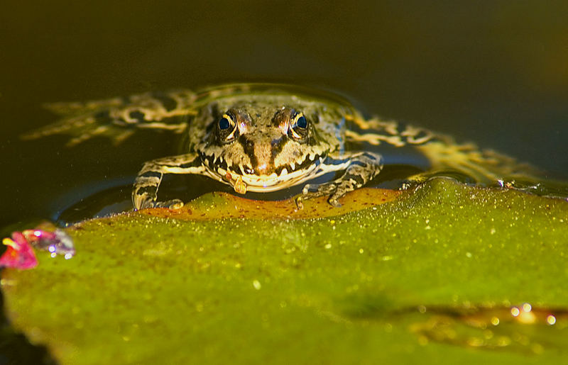 Un grenouille dans étang