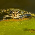 Un grenouille dans étang