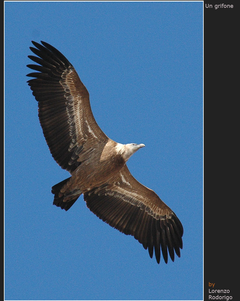 Un grifone (Gyps fulvus)