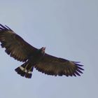 UN GRITO EN EL CIELO