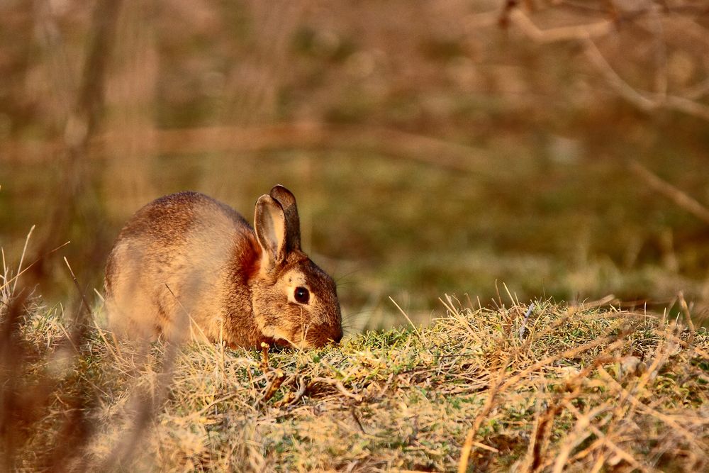 un gros gourmand