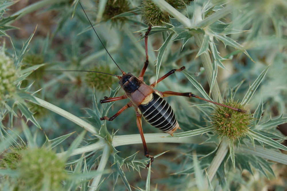 un gros insecte