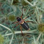 un gros insecte