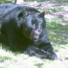 Un gros nounours