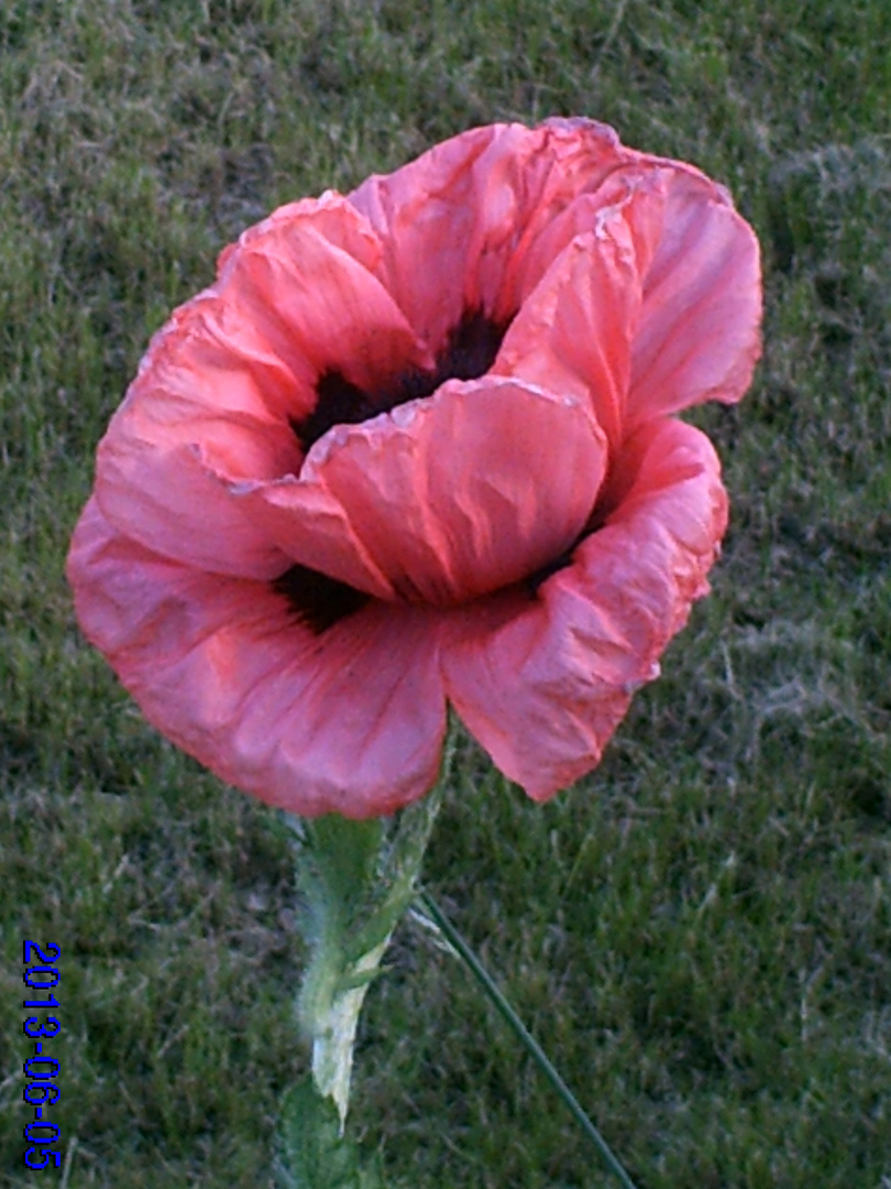 un gros pavot rose