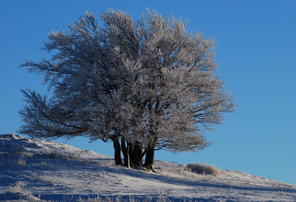 Un groupe d'arbres affrontant l'hiver